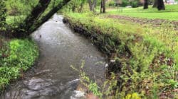 Williams Creek Ravina Park Stream Bank Stabilization Project